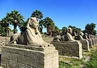 Luxor, Sphinxen-Allee