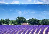 Valensole