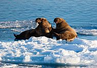 Tierwelt der Arktis