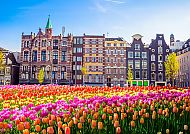 Traditionelle alte Gebäude und Tulpen in Amsterdam