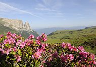 Südtirol Seiser Alm Blumen