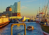 Hamburg Hafen mit Blick auf die Elphi