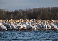 Donaudelta, Pelikane