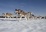 Ausflugsvorschlag: Huskysafari