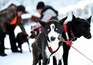 Ausflugstipp: Huskyfarm Svedjkojan