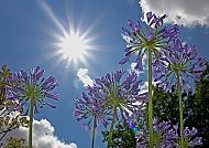 Blumen im Sommer