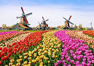 Tulpen Holland