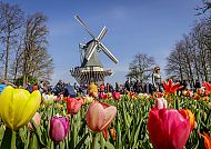 Windmühle Keukenhof