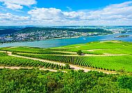 Rüdesheim_Weinberge