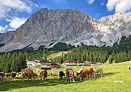 wanderreisen-zugspitze-almkuehe