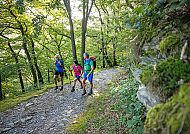 wanderreisen-rheinsteig-waldweg