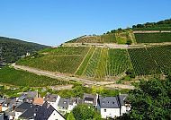 wanderreisen-rheinsteig-weinberg