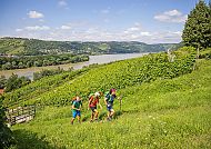 wanderreisen-rheinsteig-weingaerten-rhein