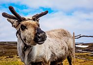 Wildtiere nach dem Nordkap