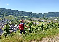 Weinreben Wanderin