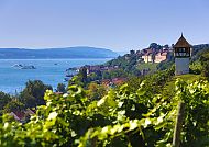 Weinberge Meersburg